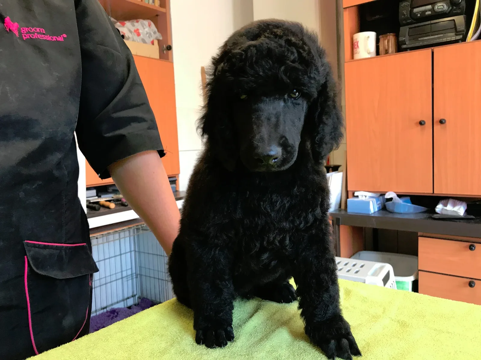 Bastian Black Moravia Shabratta – foto 1